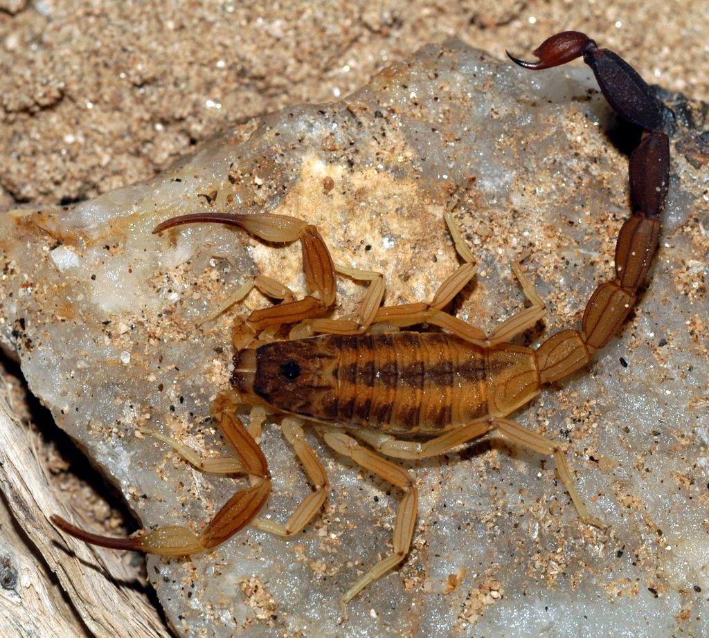 Invasion of the medically important scorpion Tityus trivittatus in ...